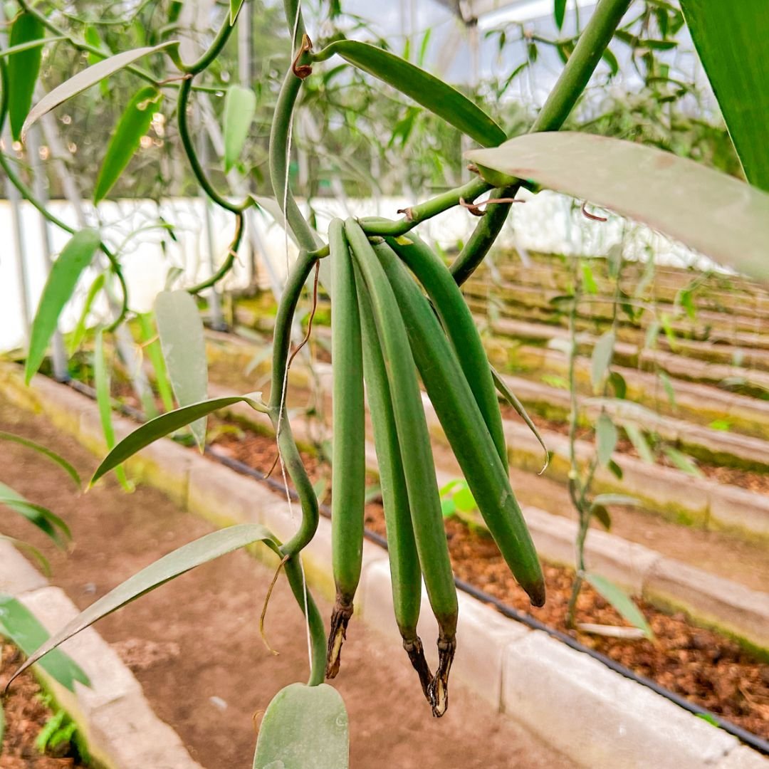 Pod Development Stage 3