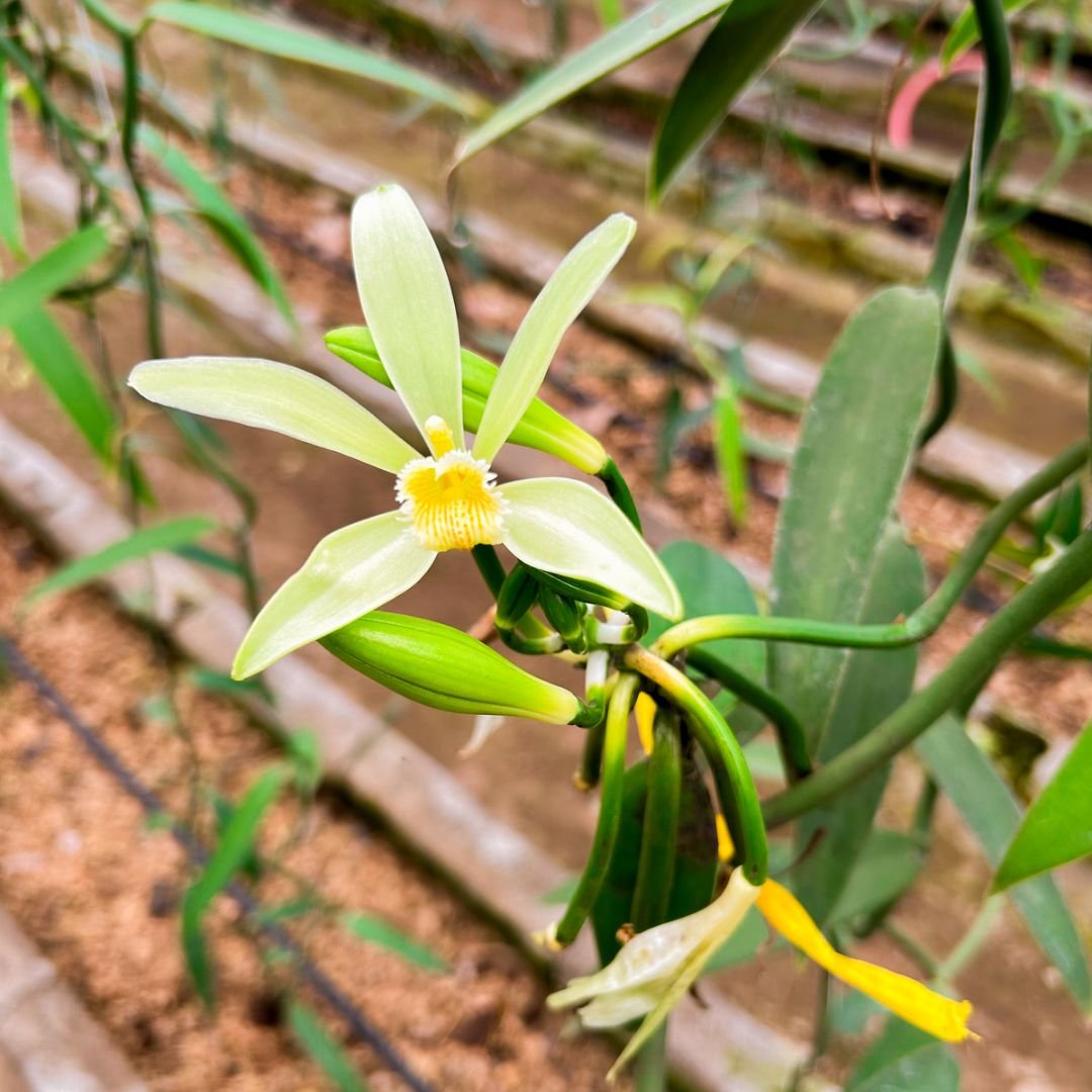 Vanilla Flower Stage 2