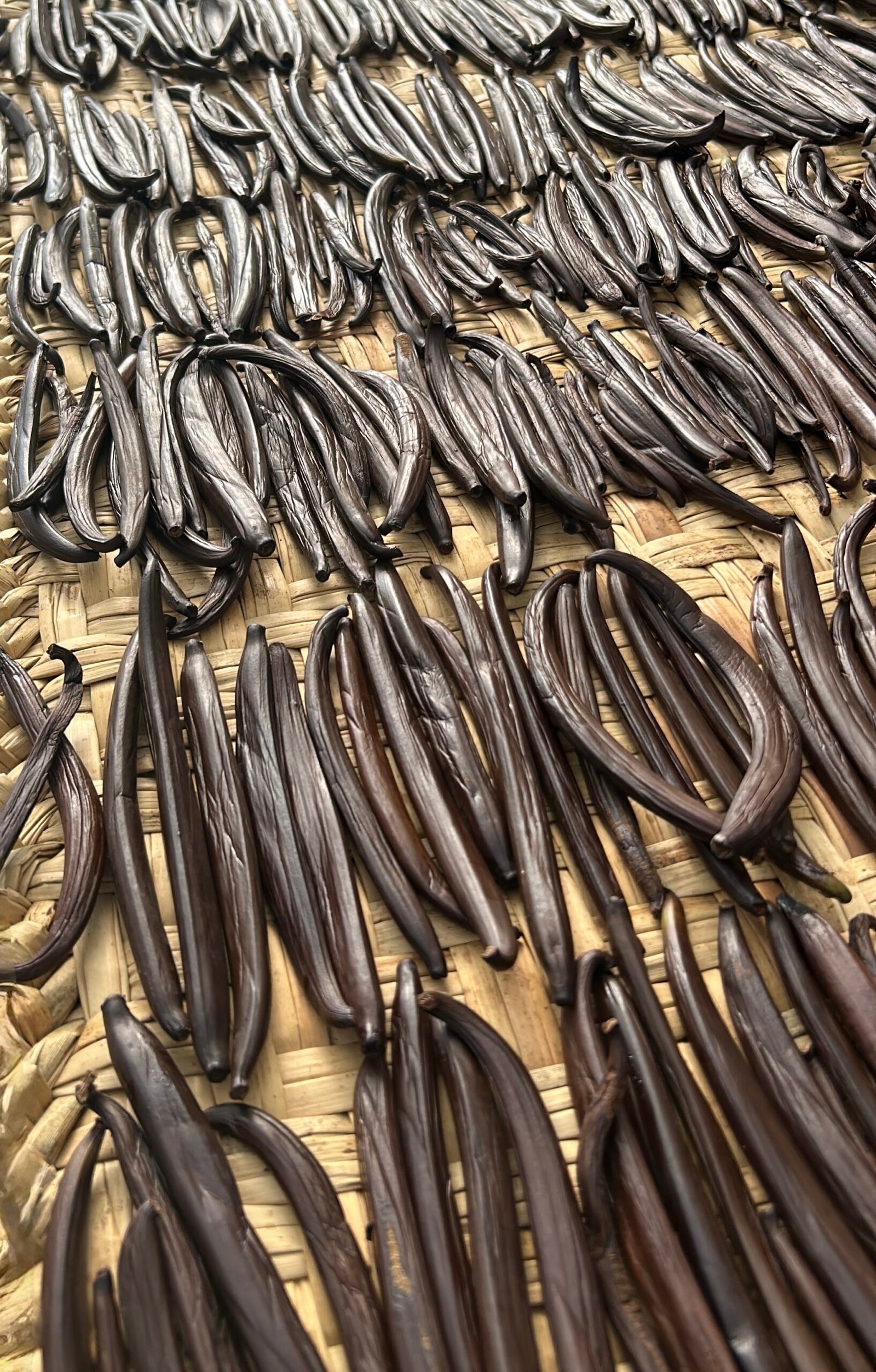Curing and Post-Harvest