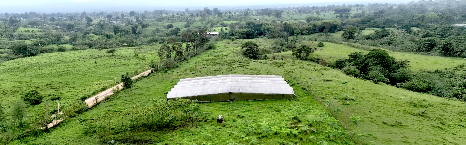 Ayan Plantation
